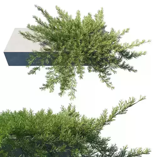 Juniperus horizontalis Juniper on retaining wal 3D model
