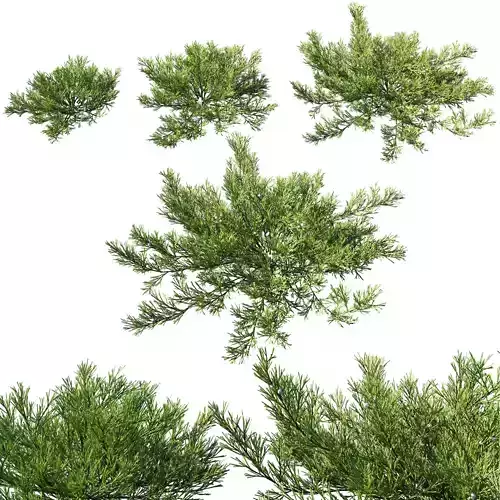 Juniperus horizontalis 3D model