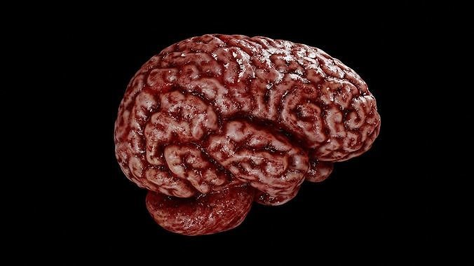 Human brain Low-poly 3D model