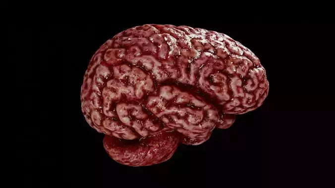 Human brain Low-poly 3D model