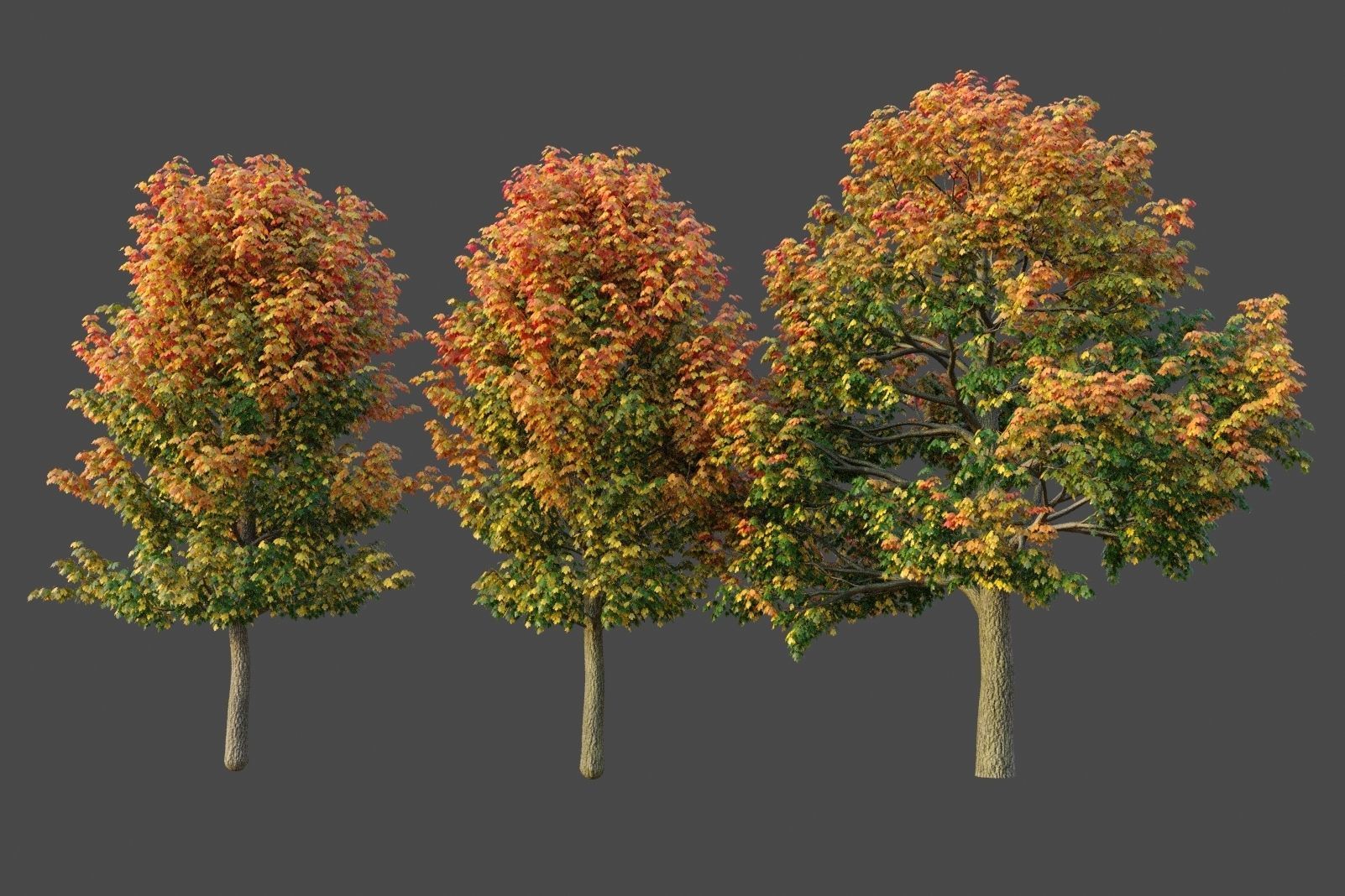 XfrogPlants Maple Pack  3D model_7