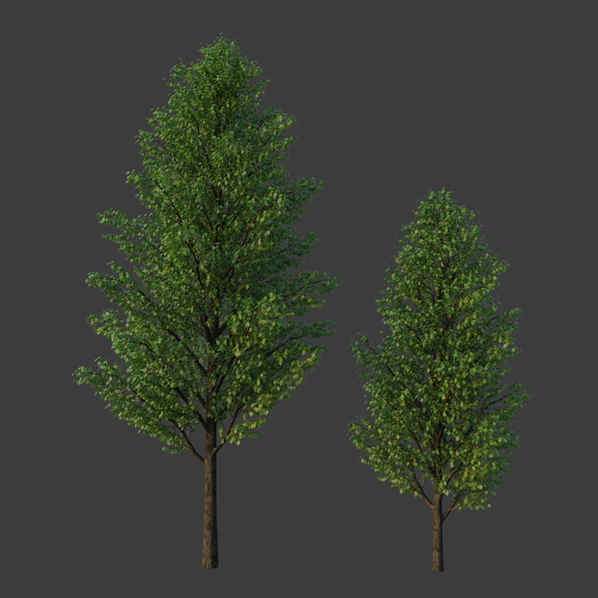 XfrogPlants Maple Pack  3D model_1