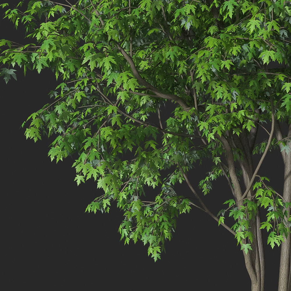 XfrogPlants Maple Pack  3D model_3
