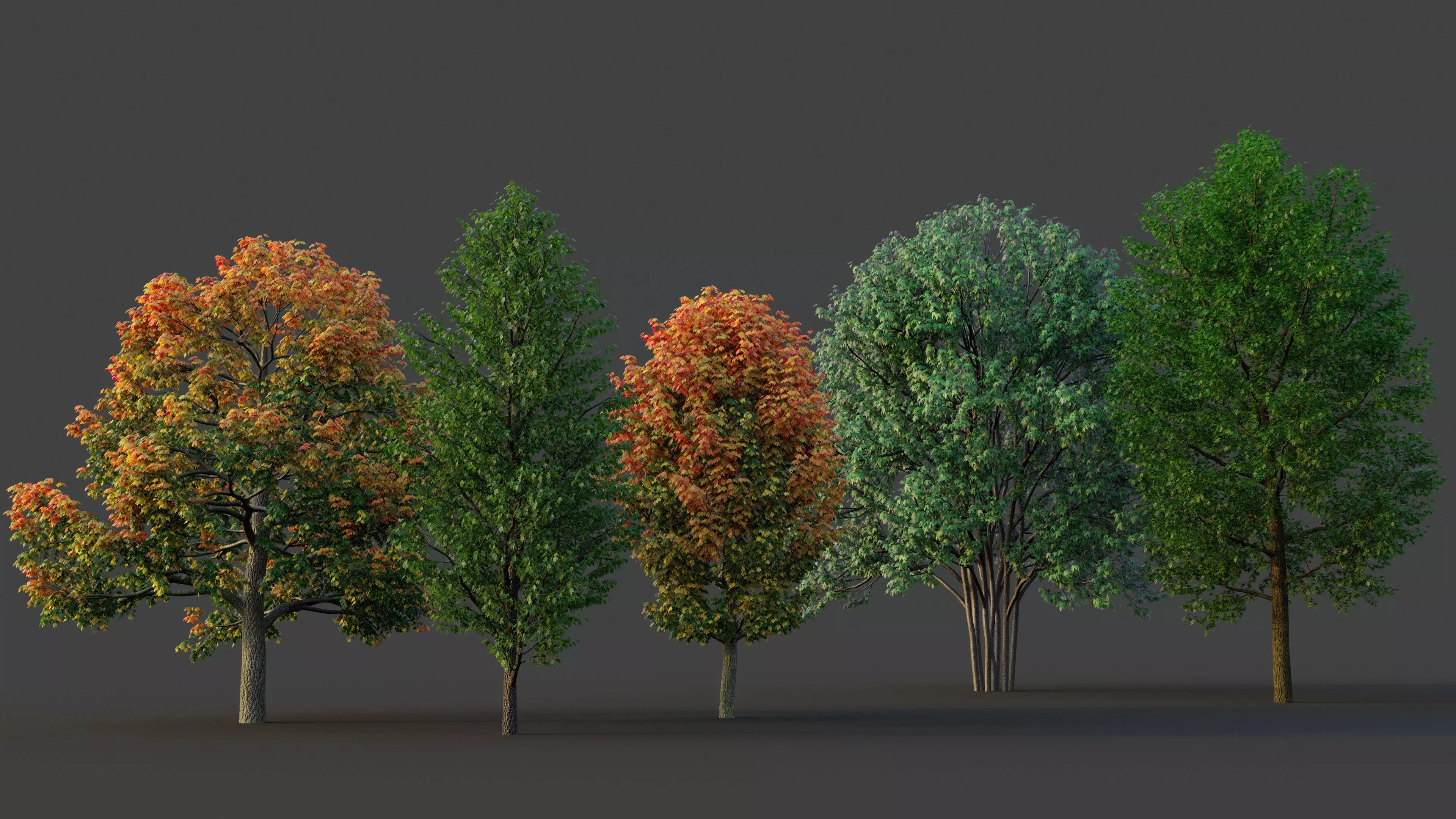 XfrogPlants Maple Pack  3D model_0