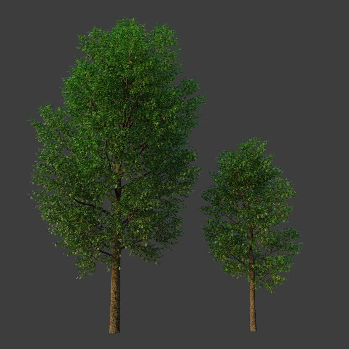 XfrogPlants Maple Pack  3D model_4