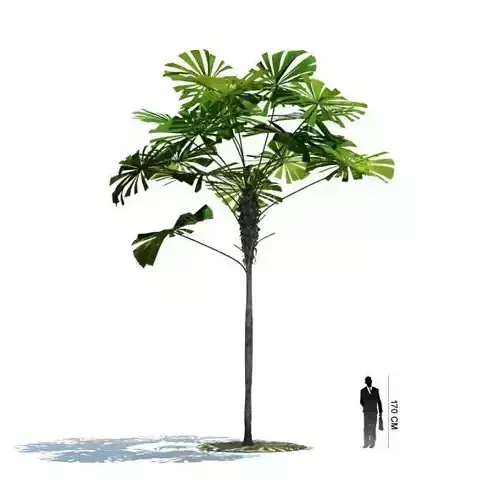 Plant   Tall Tropical