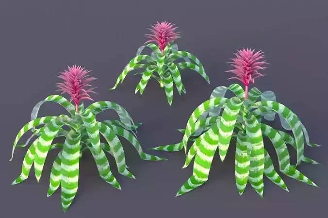 XfrogPlants Bromeliad - Aechmea Fasciata  3D model