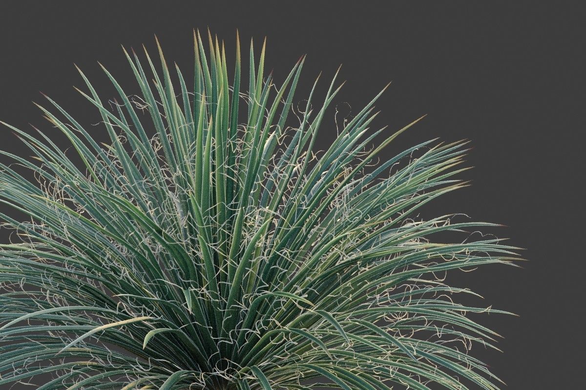 XfrogPlants Desert Collection 2 3D model_3