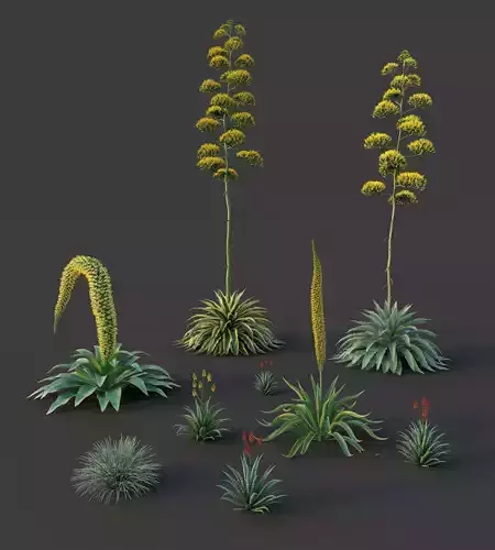 XfrogPlants Desert Collection 2 3D model