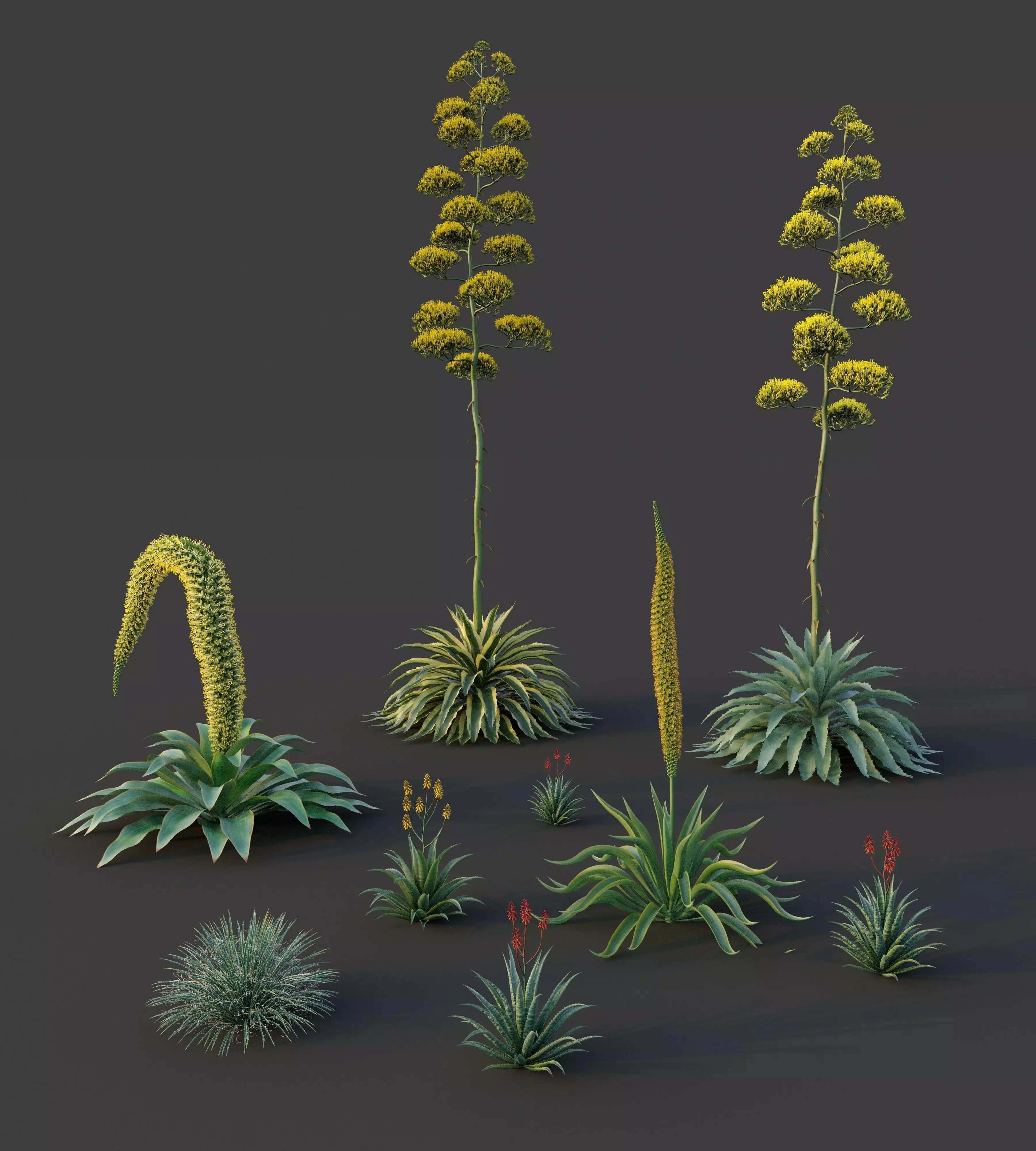 XfrogPlants Desert Collection 2 3D model_0