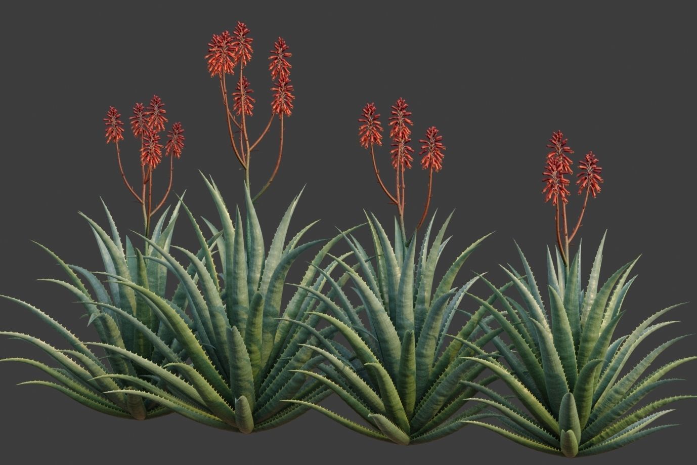XfrogPlants Desert Collection 2 3D model_6