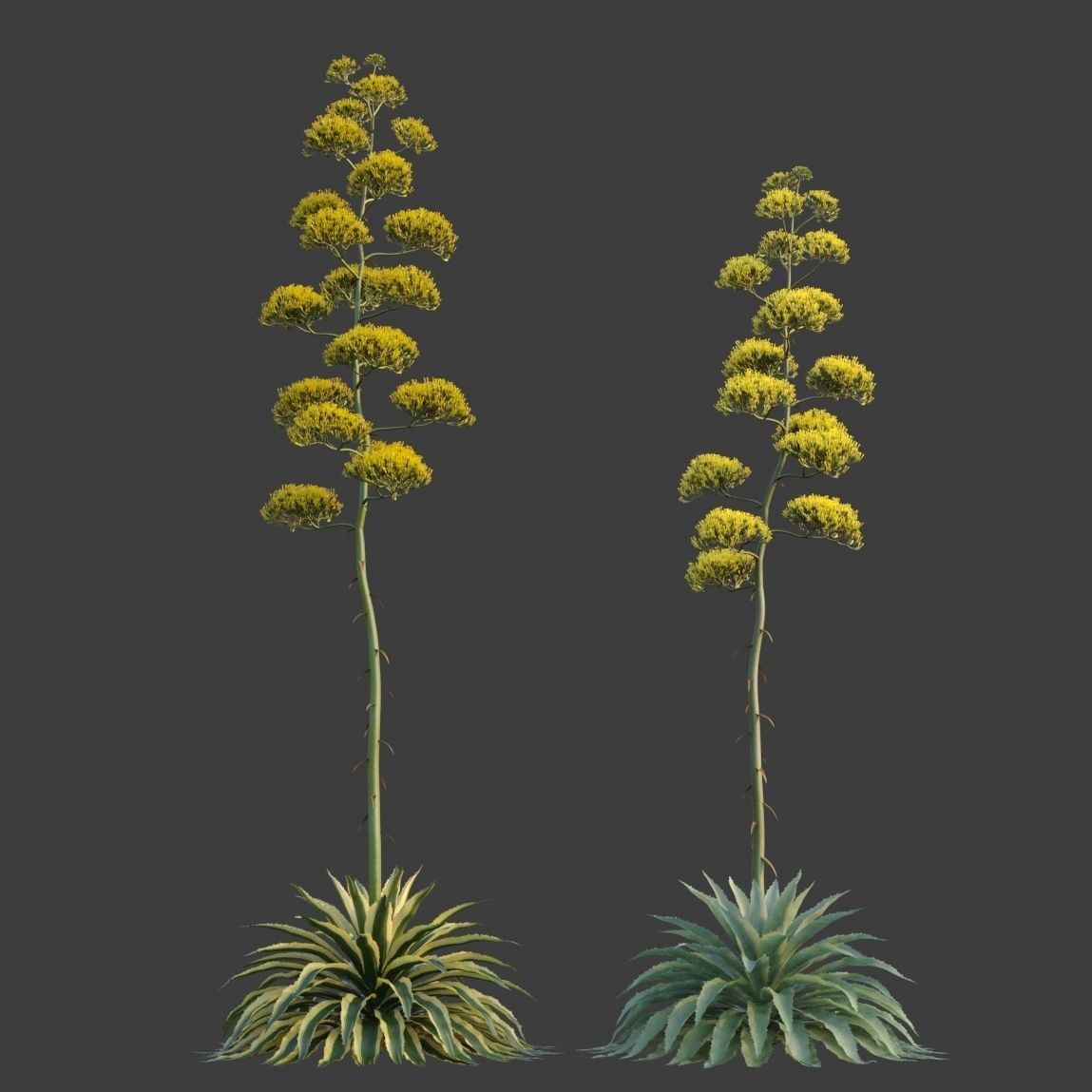 XfrogPlants Desert Collection 2 3D model_1