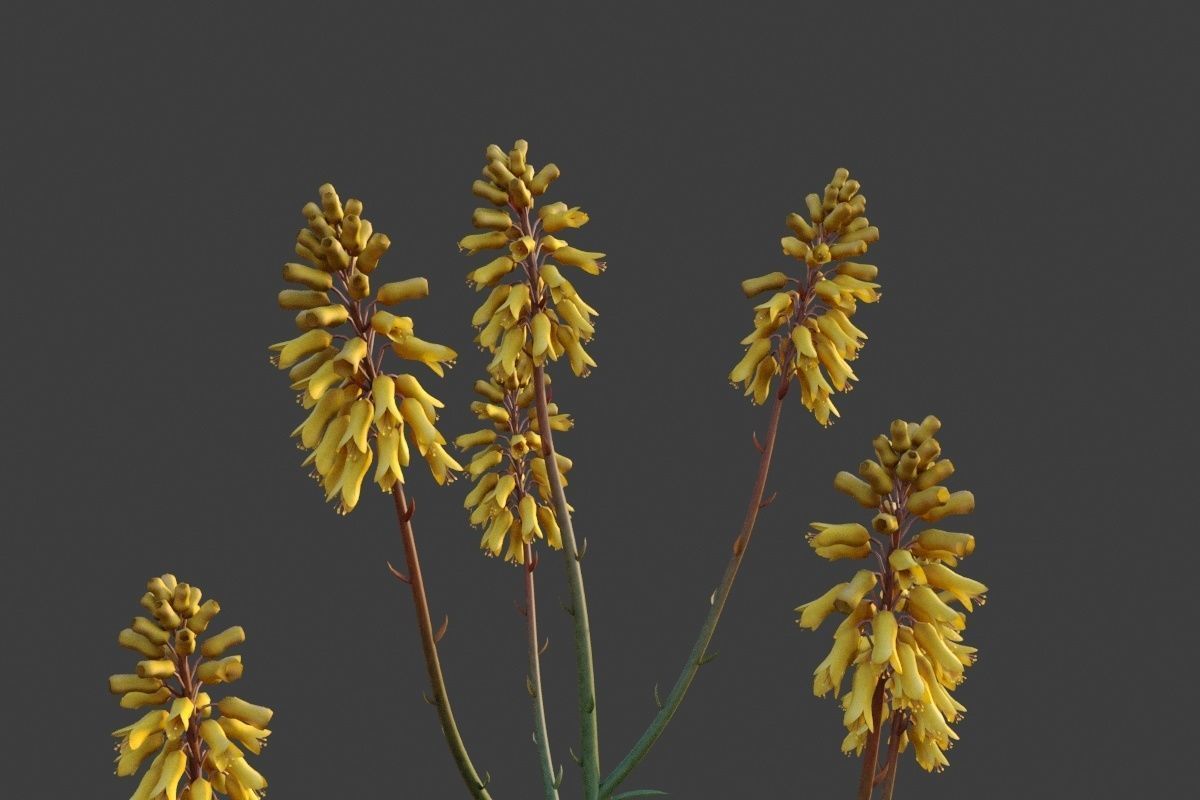 XfrogPlants Desert Collection 2 3D model_7