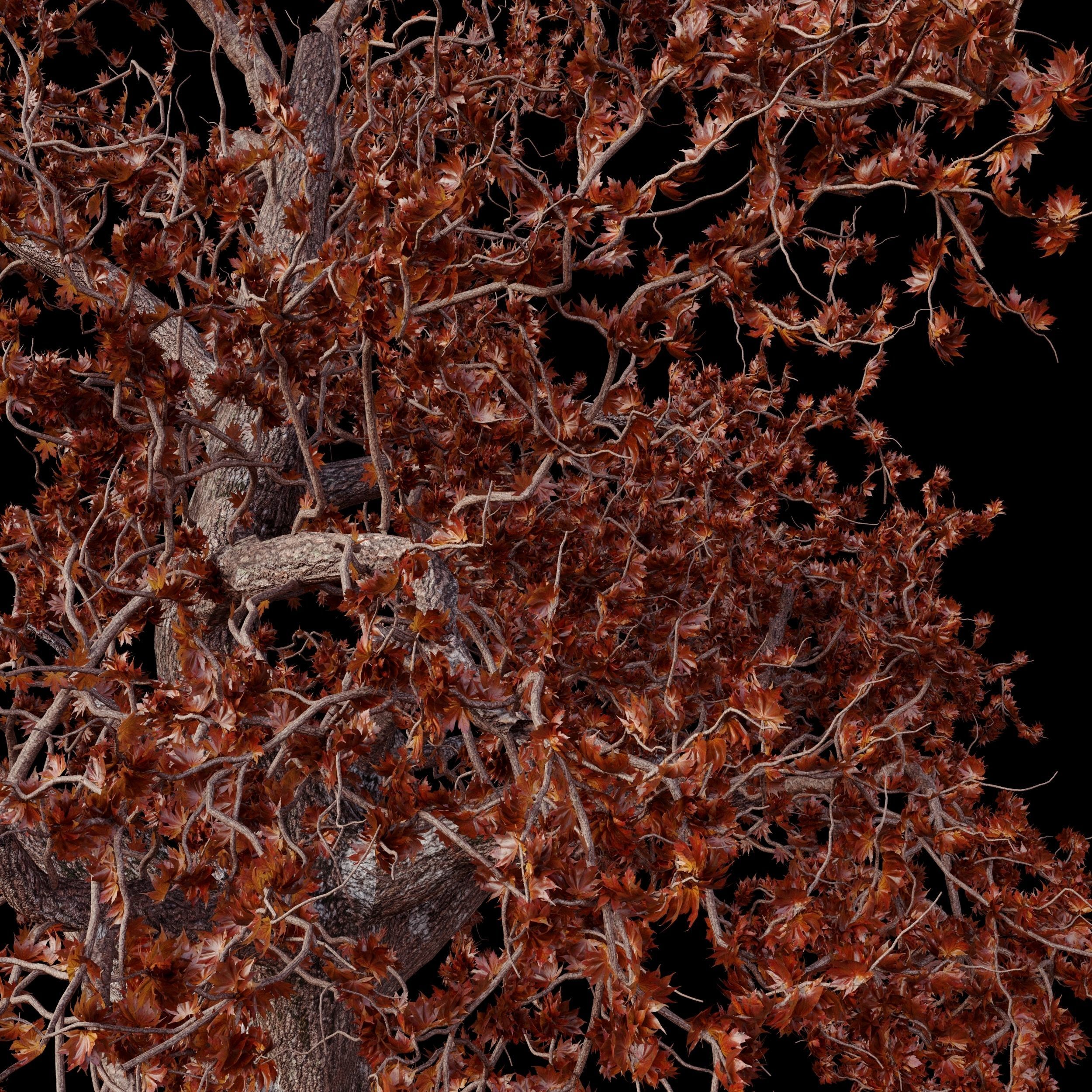 red maple tree Free 3D model_2