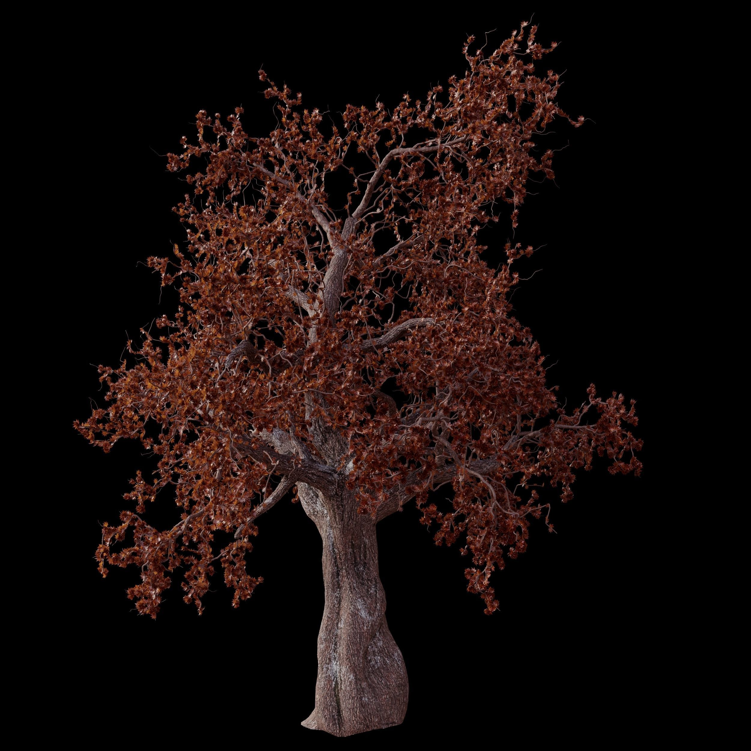 red maple tree Free 3D model_3