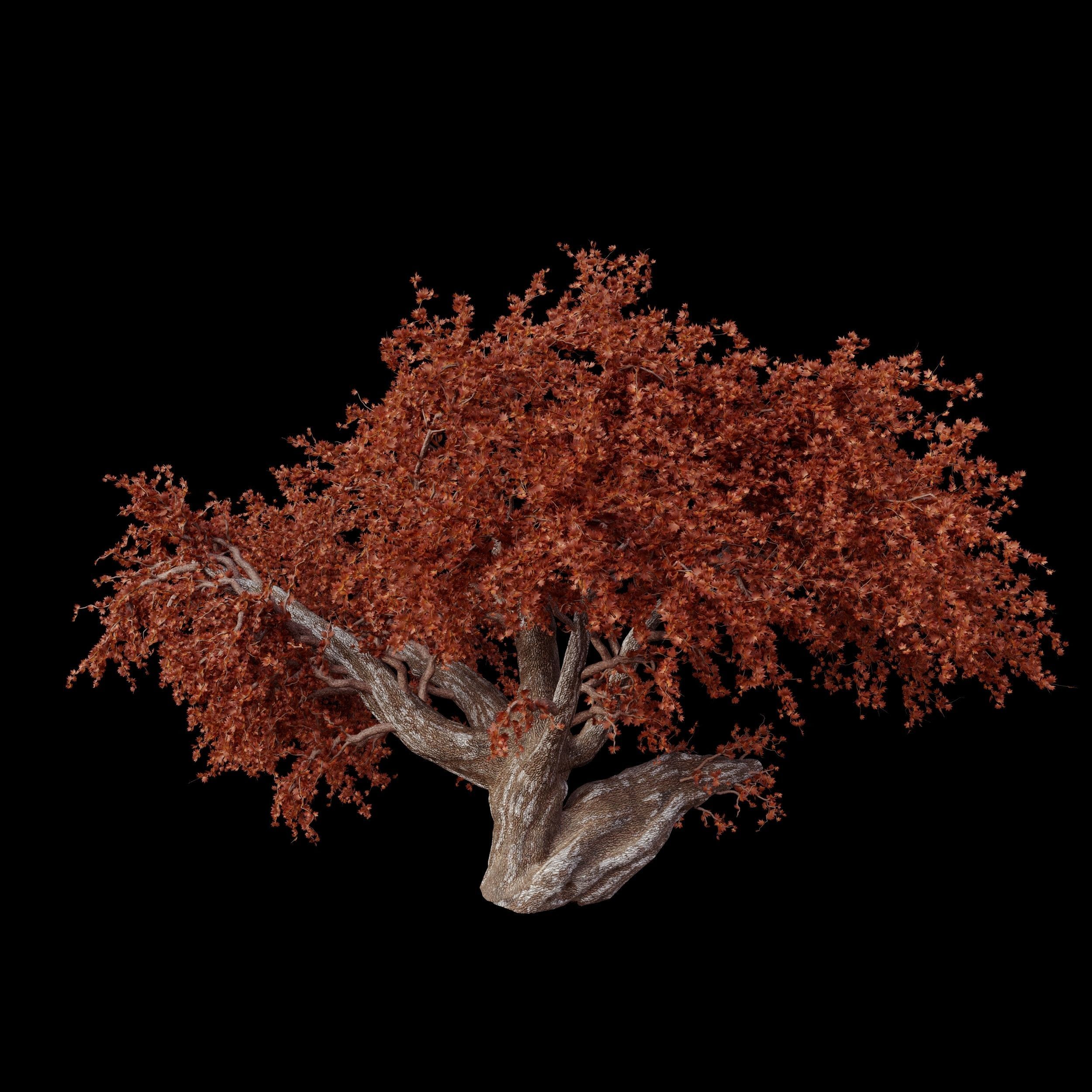 red maple tree 3D model_1