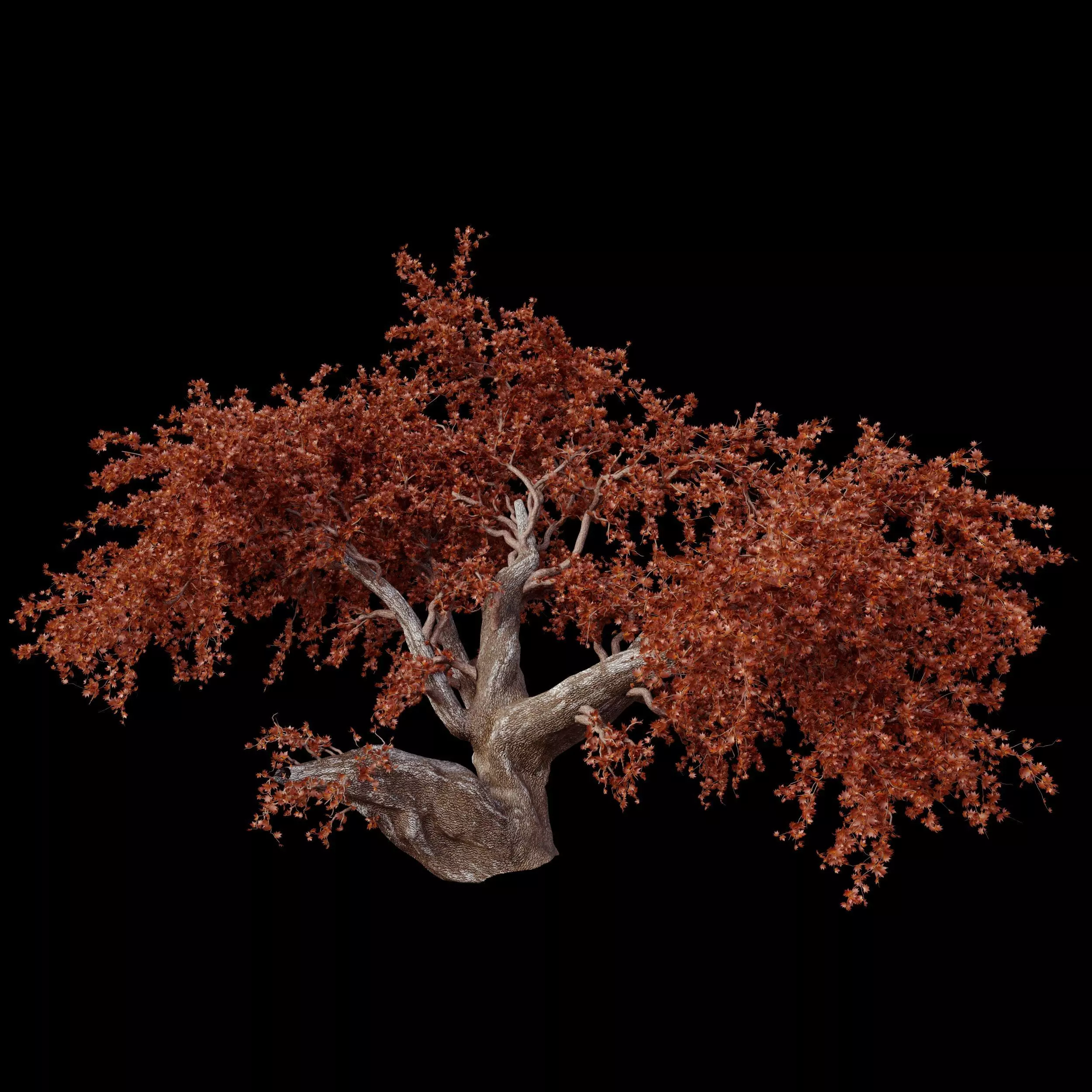 red maple tree 3D model_0