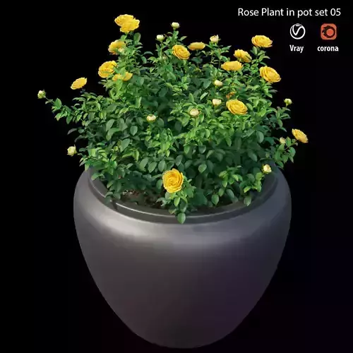 Rose plant in pot set 05