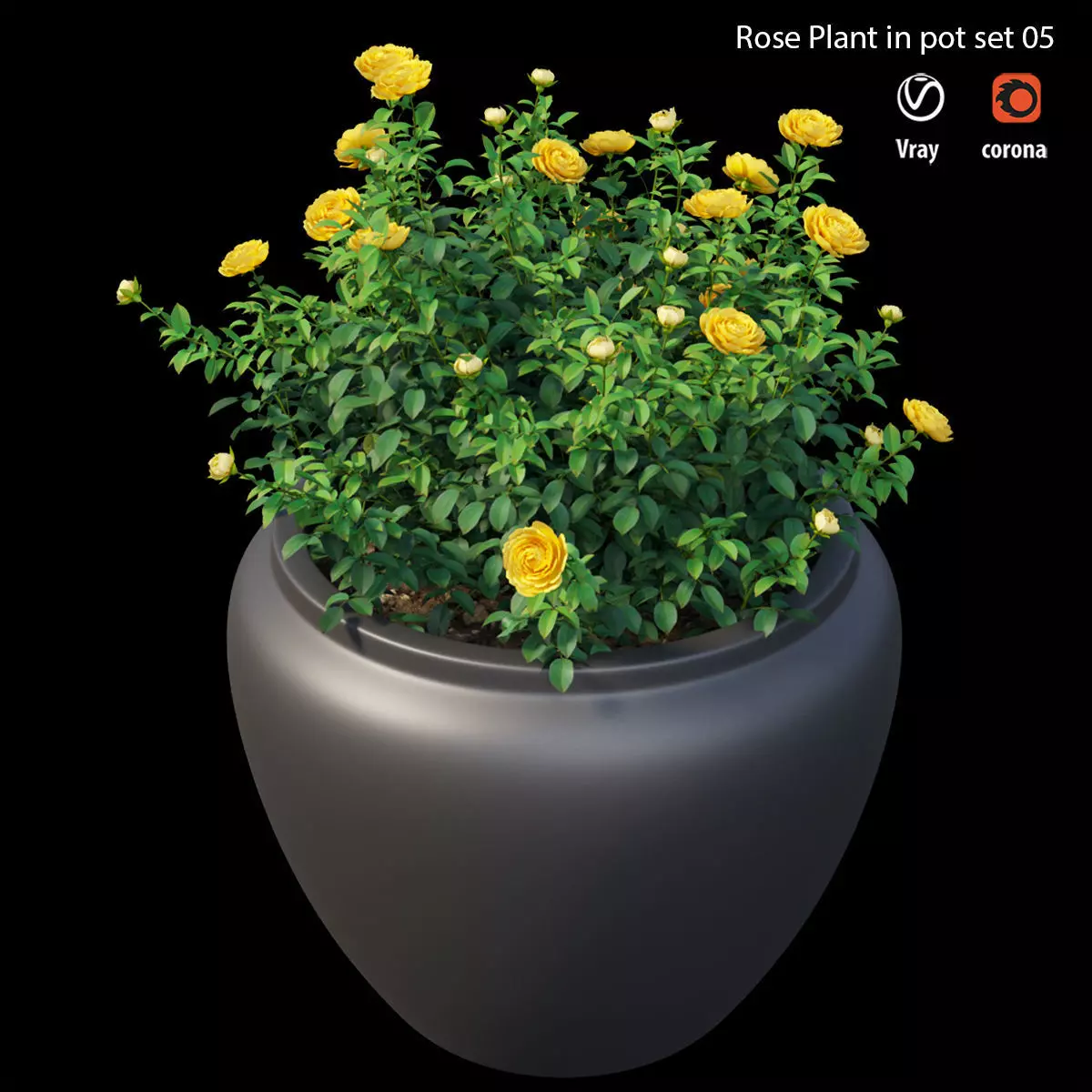 Rose plant in pot set 05 3D model