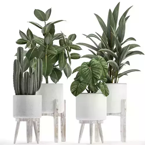 Collection of decorative plants in white flowerpots 923