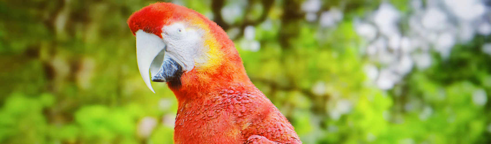 Parrot Rigged Low-poly 3D model_2