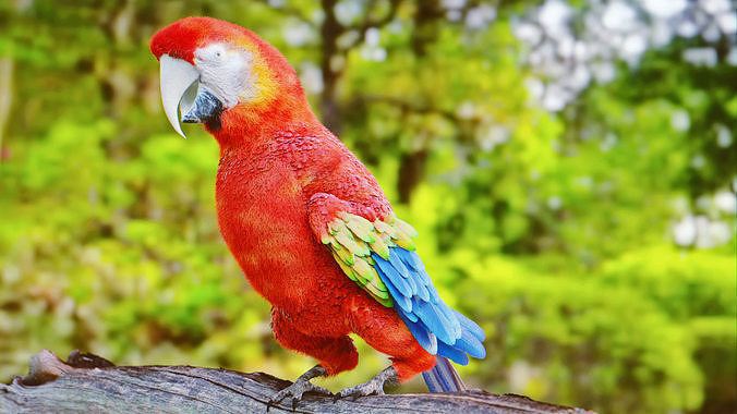 Parrot Rigged Low-poly 3D model