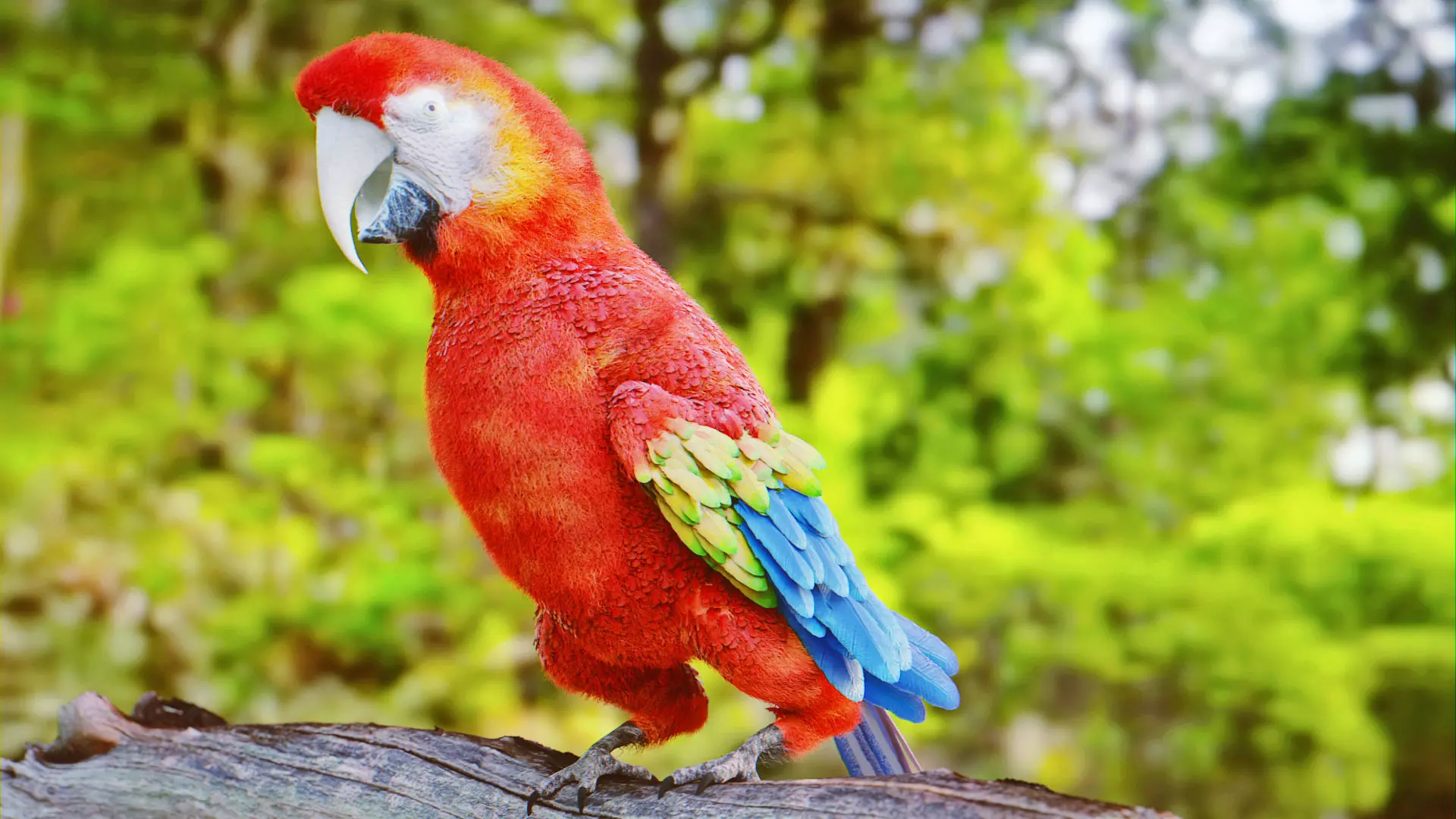 Parrot Rigged Low-poly 3D model_0