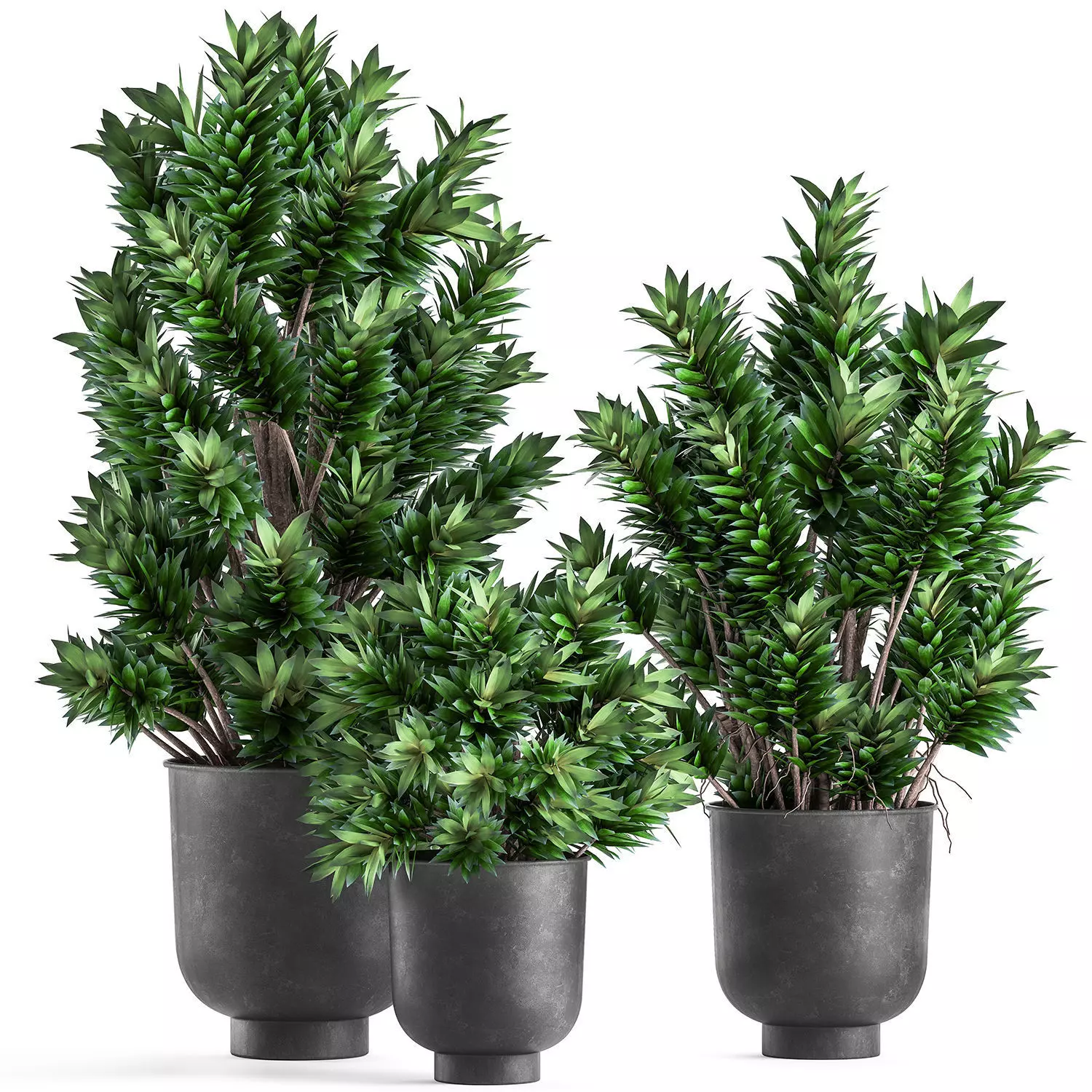 Dracaena reflexa in a Flowerpot for the interior 925 3D model