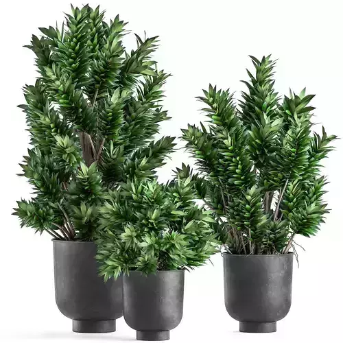 Dracaena reflexa in a Flowerpot for the interior 925