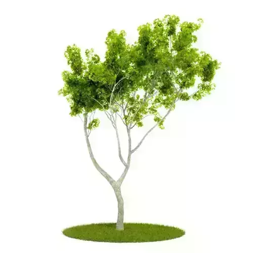 Light Green Leafy Tree