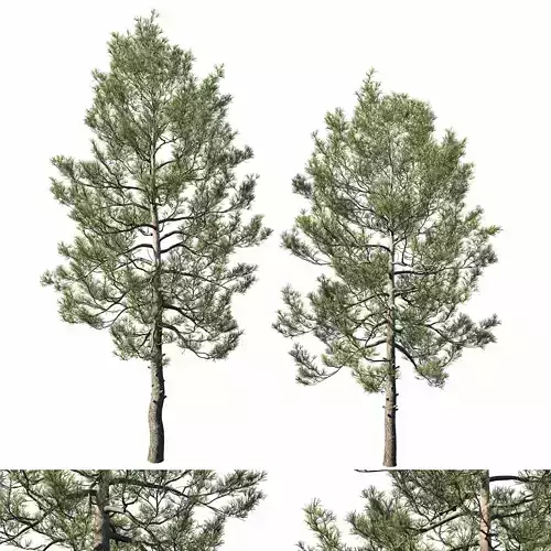 Cedrus Deodara 07
