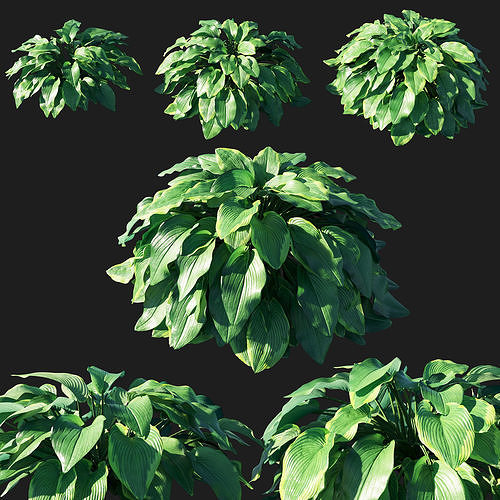 hosta plantaginea 3D model