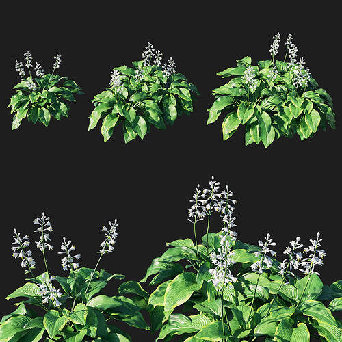 hosta plantaginea 02 3D model