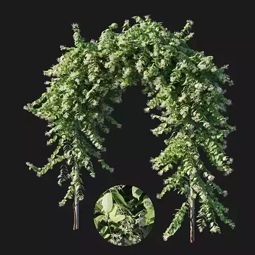 Combretum indicum 03 3D model
