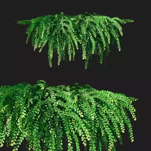 Phyllanthus Cochinchinensis Leaf flower creeper 3D model