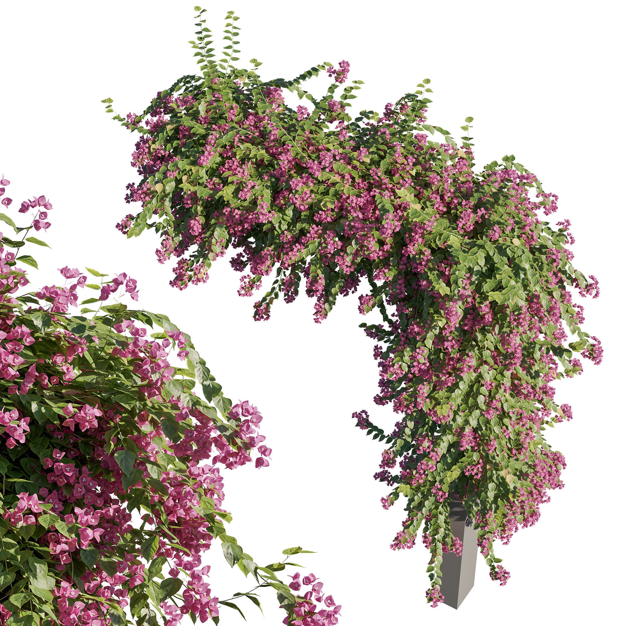 Bougainvillea artificial wisteria vine 3D model_2