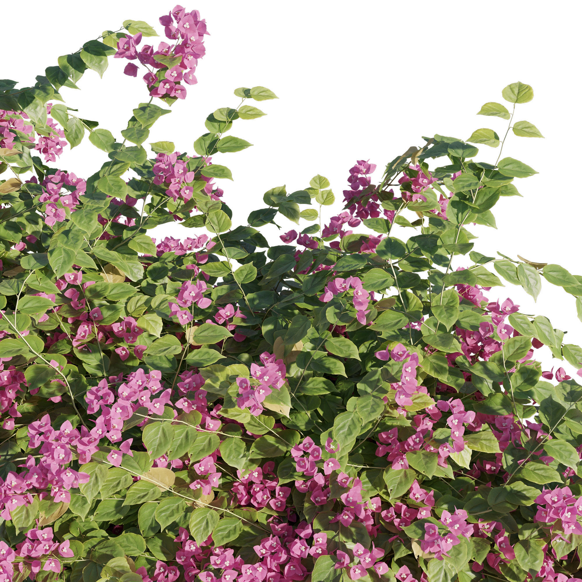 Bougainvillea artificial wisteria vine 3D model_1