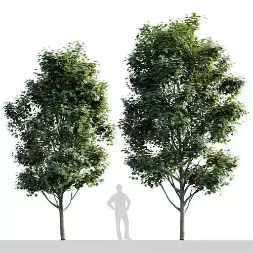 Maple Tree 8m - 7m 3D model