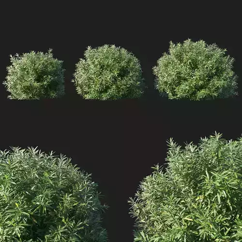Nerium Oleander bush 3D model