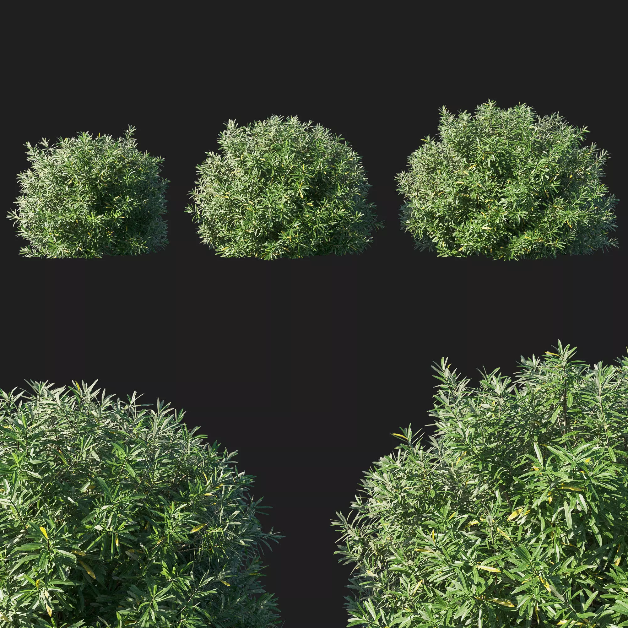 Nerium Oleander bush 3D model_0