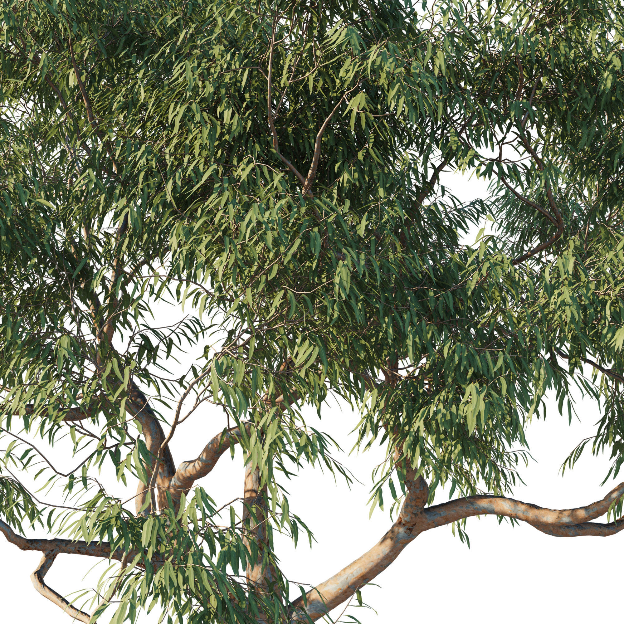 Angophora costata 04 3D model_1