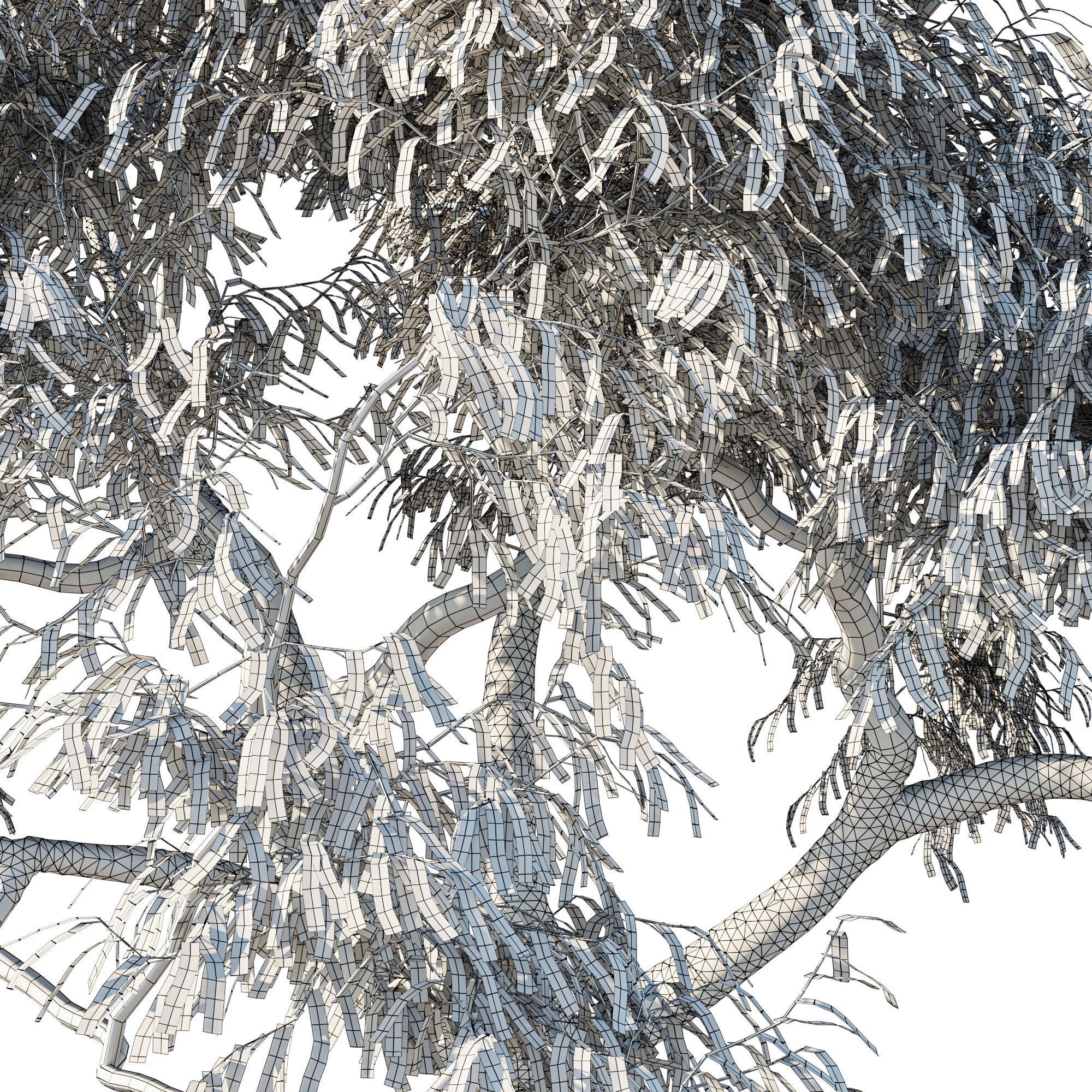 Angophora costata 04 3D model_2