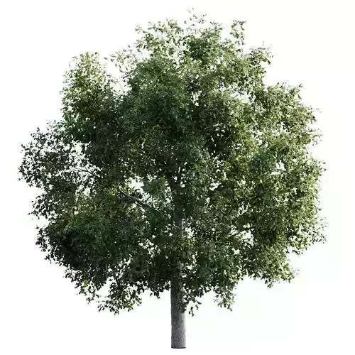 Elm 14m Free 3D model