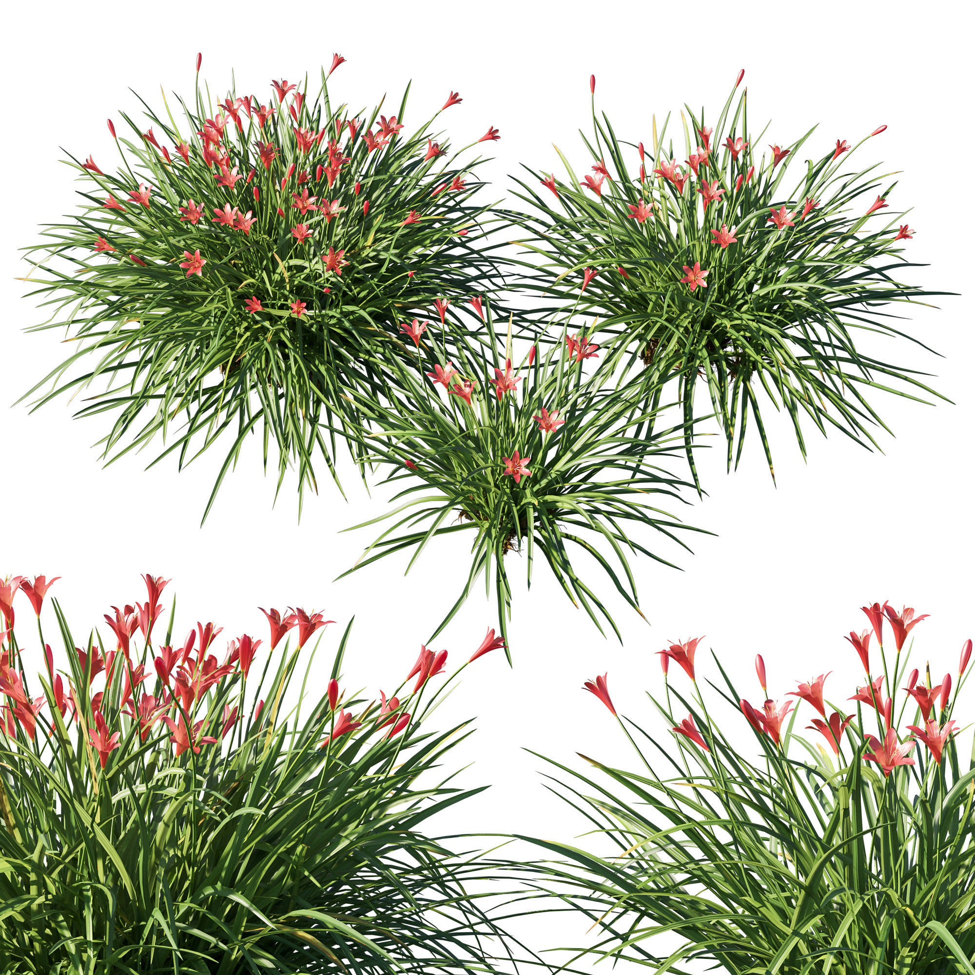 Zephyranthes sulphurea red 3D model_1