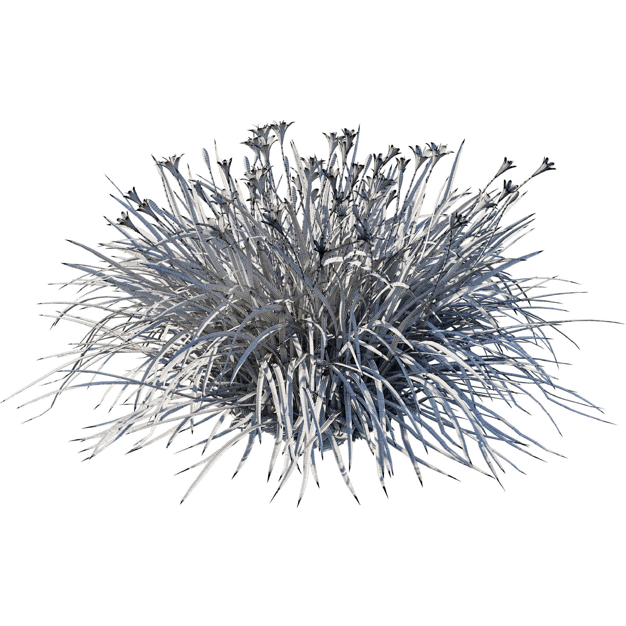 Zephyranthes sulphurea red 3D model_2