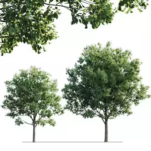 Ash 10m - 7m 3D model