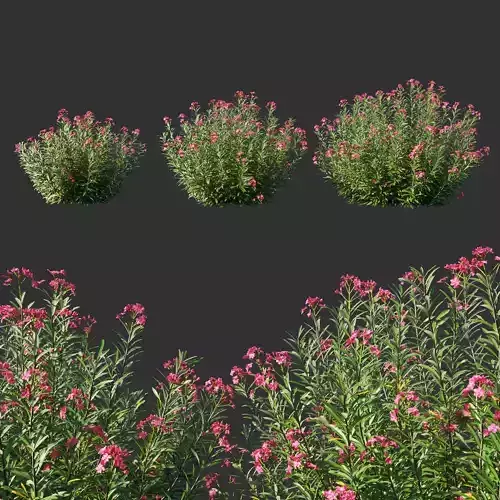 Nerium Oleander red 3D model