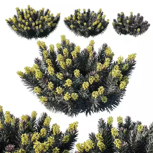 Euphorbia blackbird bush