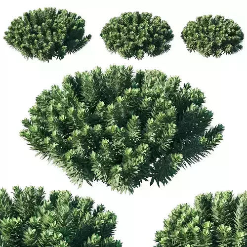 Mediterranean Spurge 03