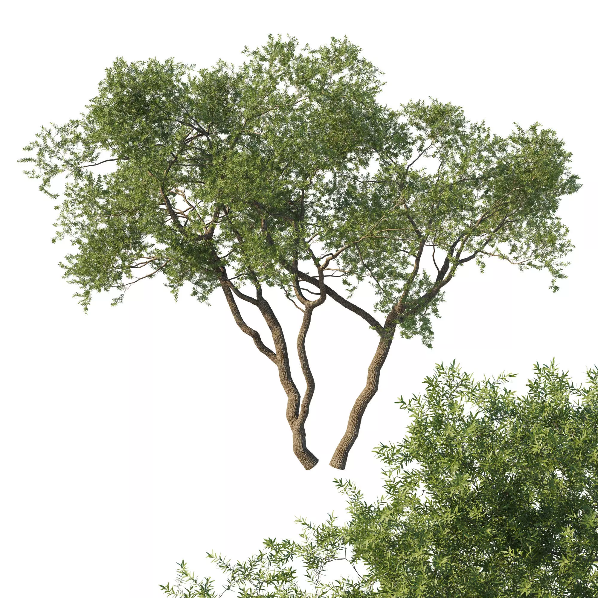 Quercus fusiformis 01 3D model_0